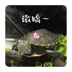 烏龜的貼圖*～小肉桂～* 超級可愛（2.0）