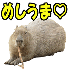 Capybara (foto) bahasa pemuda