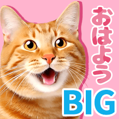 Cat greeting_ [Photo BIG Sticker]