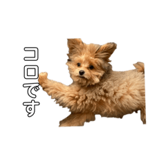 cornet_20240321153240