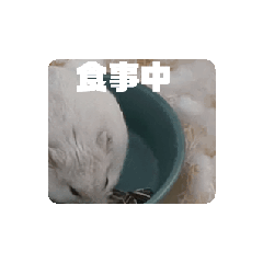 coco_20240321183053