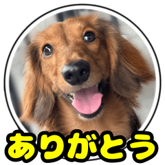 Dog M Stamp (Greeting)