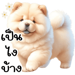ChowChow chubby Dog