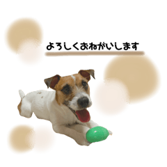Stella the Jack Russell Terrier