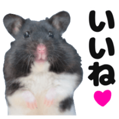Cute hamster Message