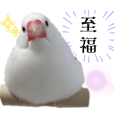 白文鳥さんの日常