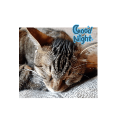 catK_20240322150350