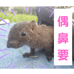 Lovely  squirrels - BuBu & Akira