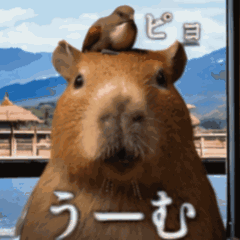 one capybara is ok to move cuz it's rock