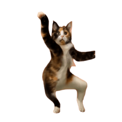 moving cat dance meme3