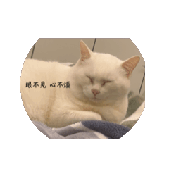我是隻貓貓貓