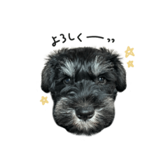 Schnauzer sticker(Pepe)