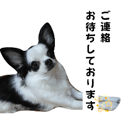 Chihuahua Maro-kun. [polite language]