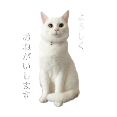 YURI_20240322201631