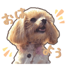 Chocolat's everyday life