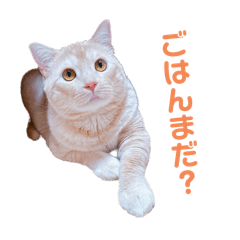 neko no komugi no sticker