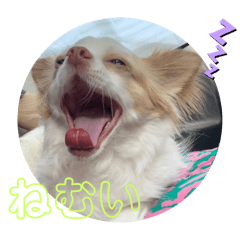 TOMOMI_20240323020521
