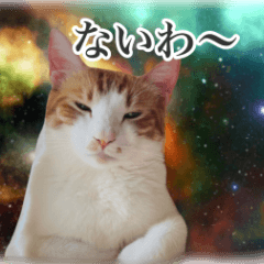 space cat hachi&sakura