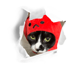 Rui_20240323114902