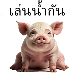 Pig play Songran