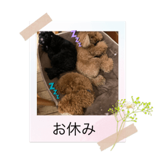 Dog stamp Kuro Komu Maron Additional ver