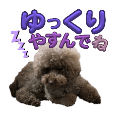 Too cute toy poodle