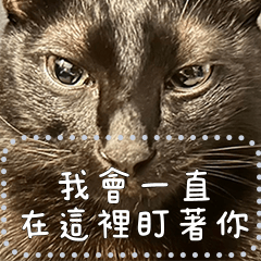 林三貓-三隻小貓的訊息貼圖