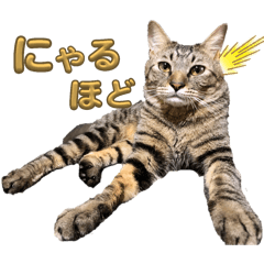 moo_20240324071744