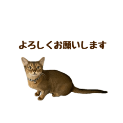 My name is Chaco/Abyssinian