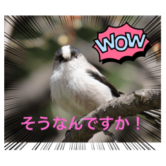 私の野鳥スタンプver.2
