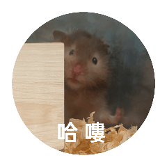 崽崽滴日常