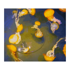 水母動態貼圖