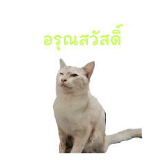 mewmeww_20240325105224