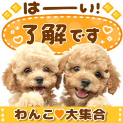 kawaii dog mix