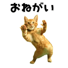 moving cat dance meme4