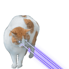 Cat Laser Beam 3