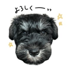 Schnauzer sticker(Pepe)2