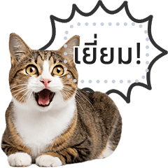 Greet with Cat Meme! Message Sticker. th