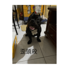 黑皮の貼圖
