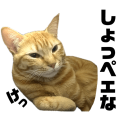 caramel ginger cat with nihongo