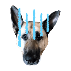 All about German Shepherds