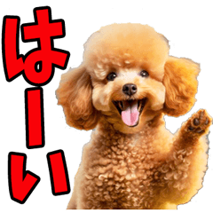 Cute and smart toy poodle