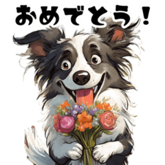 Funny and cute border collie