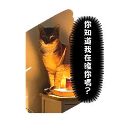 狸花貓-麻吉語錄