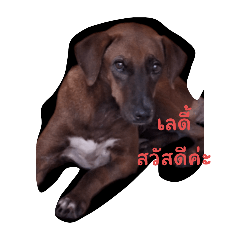 doggggg_20240326225319