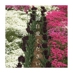 春　花畑あいさつ