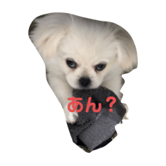 omo_20240326203756