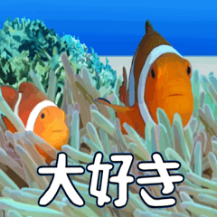 I love OKINAWA`s clownfish & friends.11