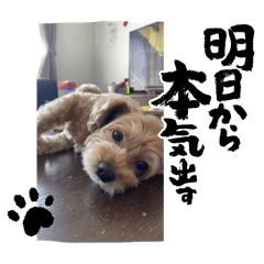 5PET