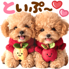 kawaii toy poodle photo